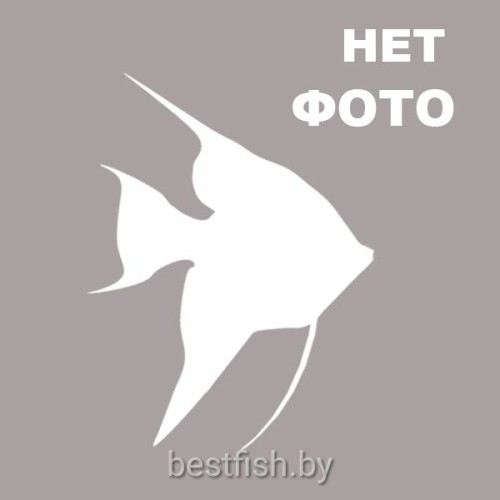 Скалярия фантом белый