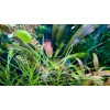 Эхинодорус Джоё Ред Стар (Echinodorus Joyo Red Star)