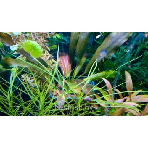 Эхинодорус Джоё Ред Стар (Echinodorus Joyo Red Star)