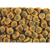 Tetra Pleco Spirulina Wafers 15 гр.