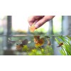 Tetra FreshDelica Krill 48г. (16 пакетиков)