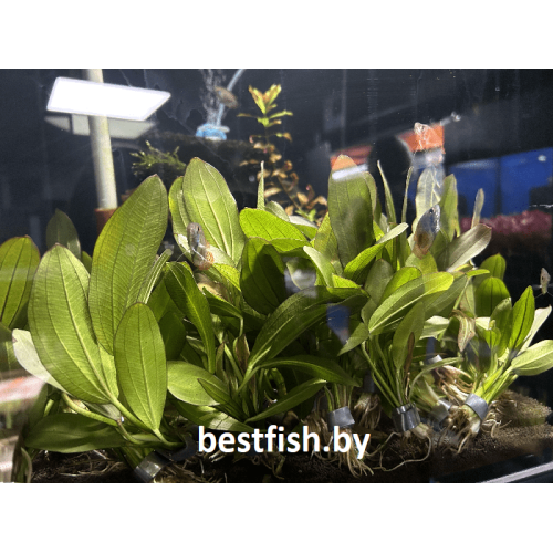 Эхинодорус Красный Феникс