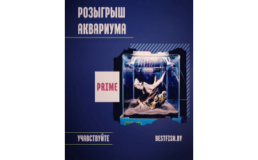 РОЗЫГРЫШ АКВАРИУМНОГО КОМПЛЕКТА ОТ БЕСТФИШ