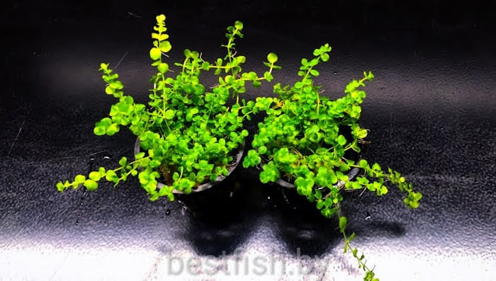 Микрантемум умброзум Micranthemum umbrosum 