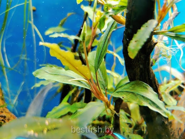 Буцефаландра (Bucephalandra)