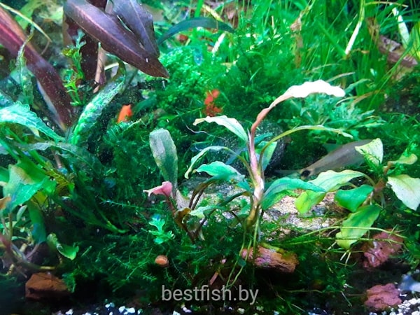 Буцефаландра (Bucephalandra)