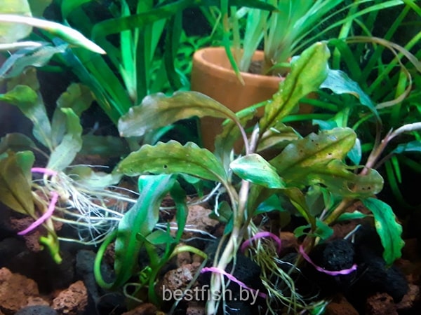 Буцефаландра (Bucephalandra)