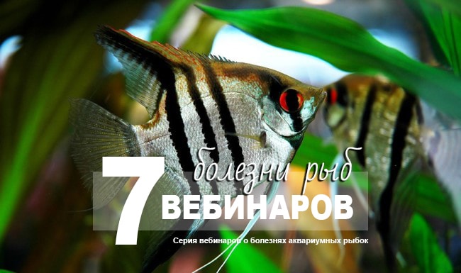 Вебинары о болезнях рыб