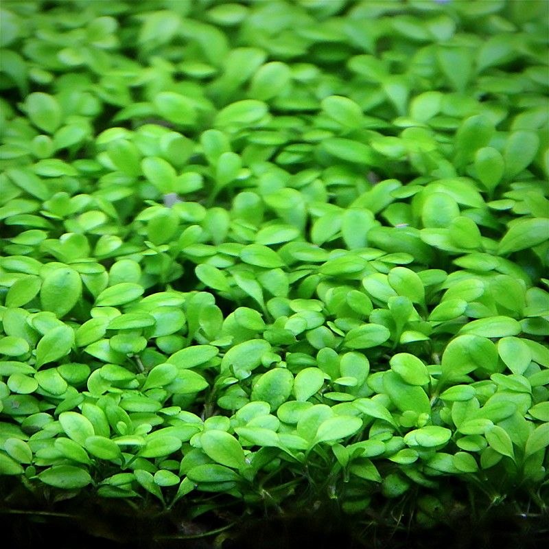 Глоссостигма элатиноидес Glossostigma elatinoides