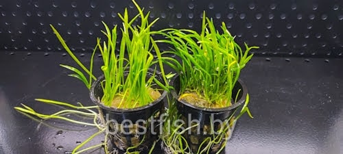 Лилеопсис бразильский Lilaeopsis brasiliensis 