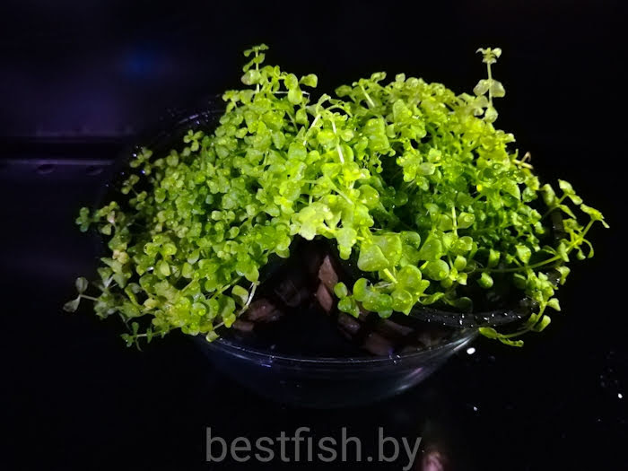 Микрантемум Монте Карло Micranthemum sp. 'Monte Carlo'