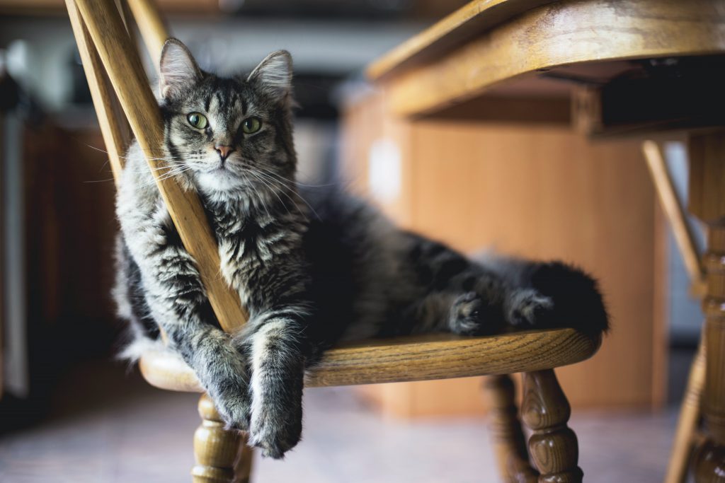 кот ищет когтеточку