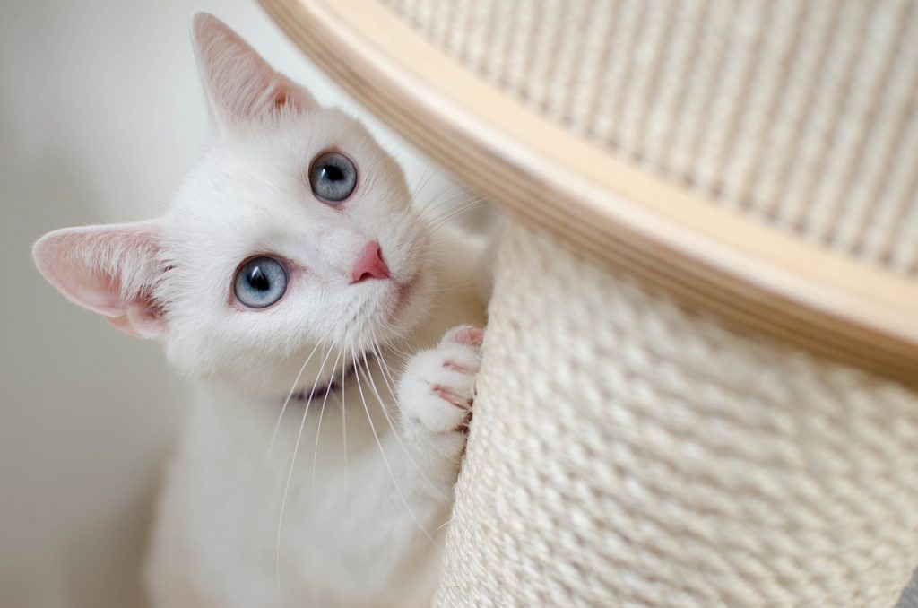 когтеточка для кота