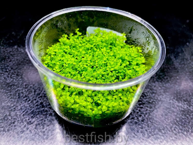 Хемиантус Куба Hemianthus callitrichoides cuba