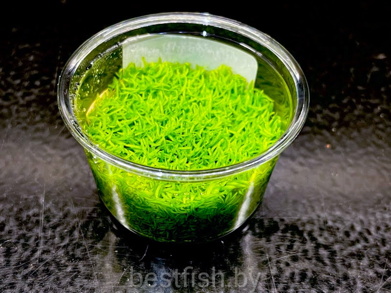 Утрикулярия граминифолия Utricularia graminifolia small