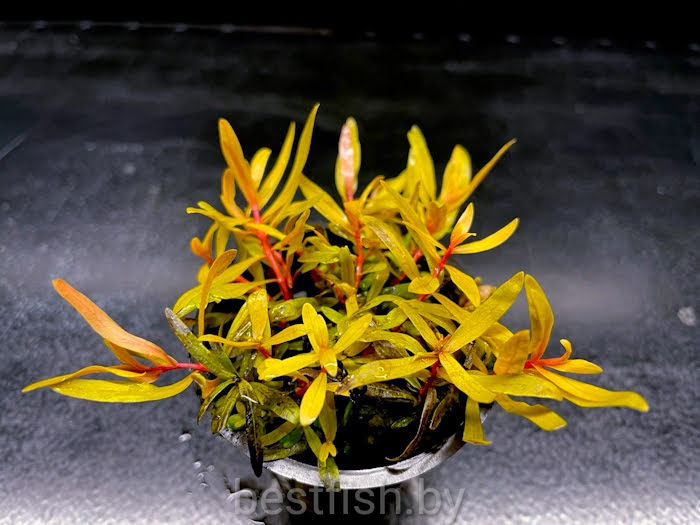 Незея голд Nesaea pedicellata gold