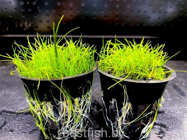 Элеохарис мини Eleocharis sp. «Mini» 