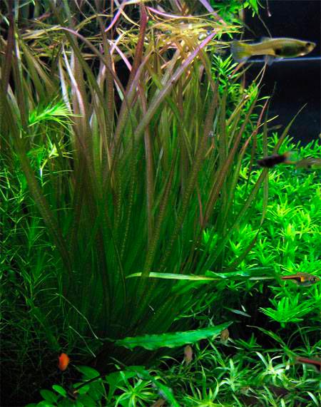 Бликса Обера Blyxa aubertii