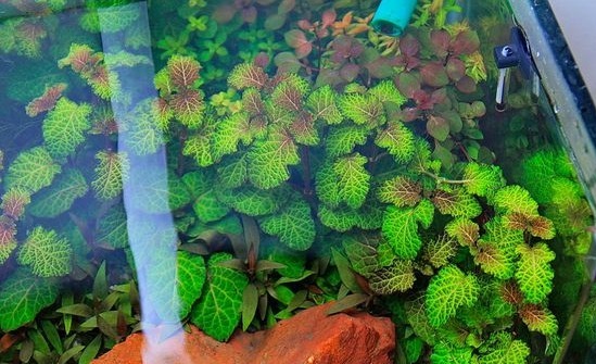 Хиптис Лоренца Hyptis Lorentziana. 