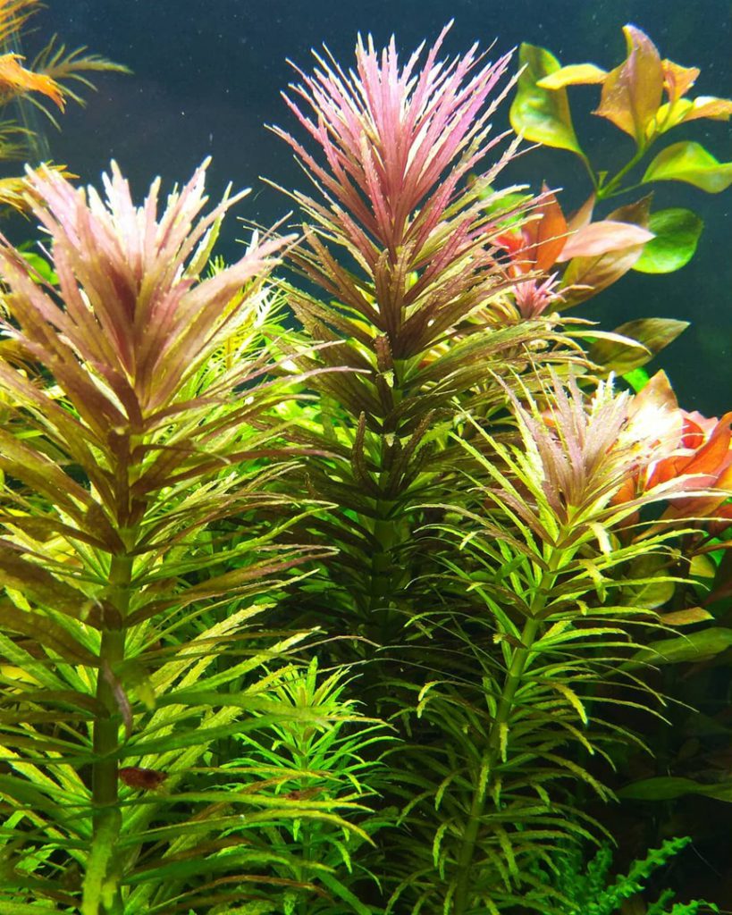 Лимнофила ароматика Limnophila aromatica. 
