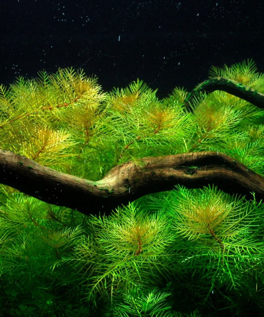 Перистолистник Матогросский Мyriophyllum mattogrossense