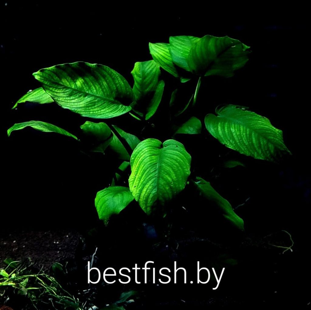 Анубиас Бартера Anubias barteri var. Barteri