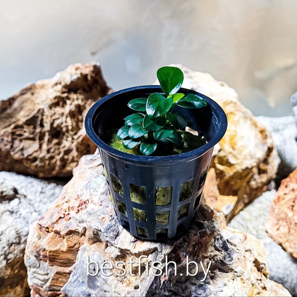 Анубиас Бартера Бонсай Anubias barteri var. nana Bonsai.
