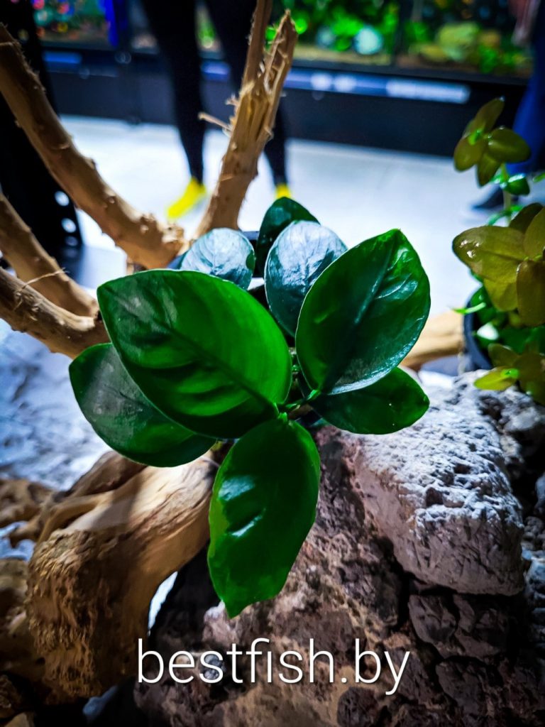Анубиас Брод Лиф Anubias Broad leaf.