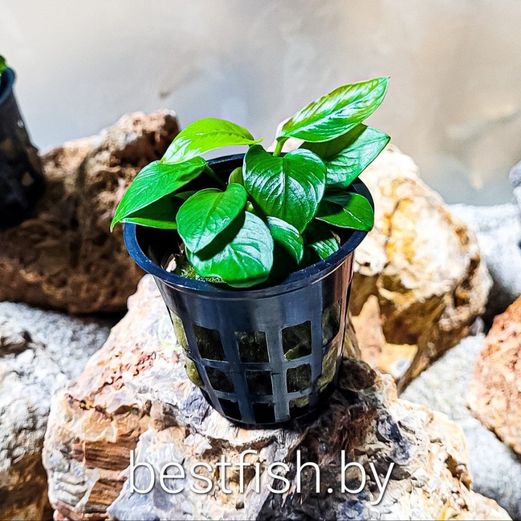 Анубиас карликовый золотистый Anubias barteri var. nana Gold